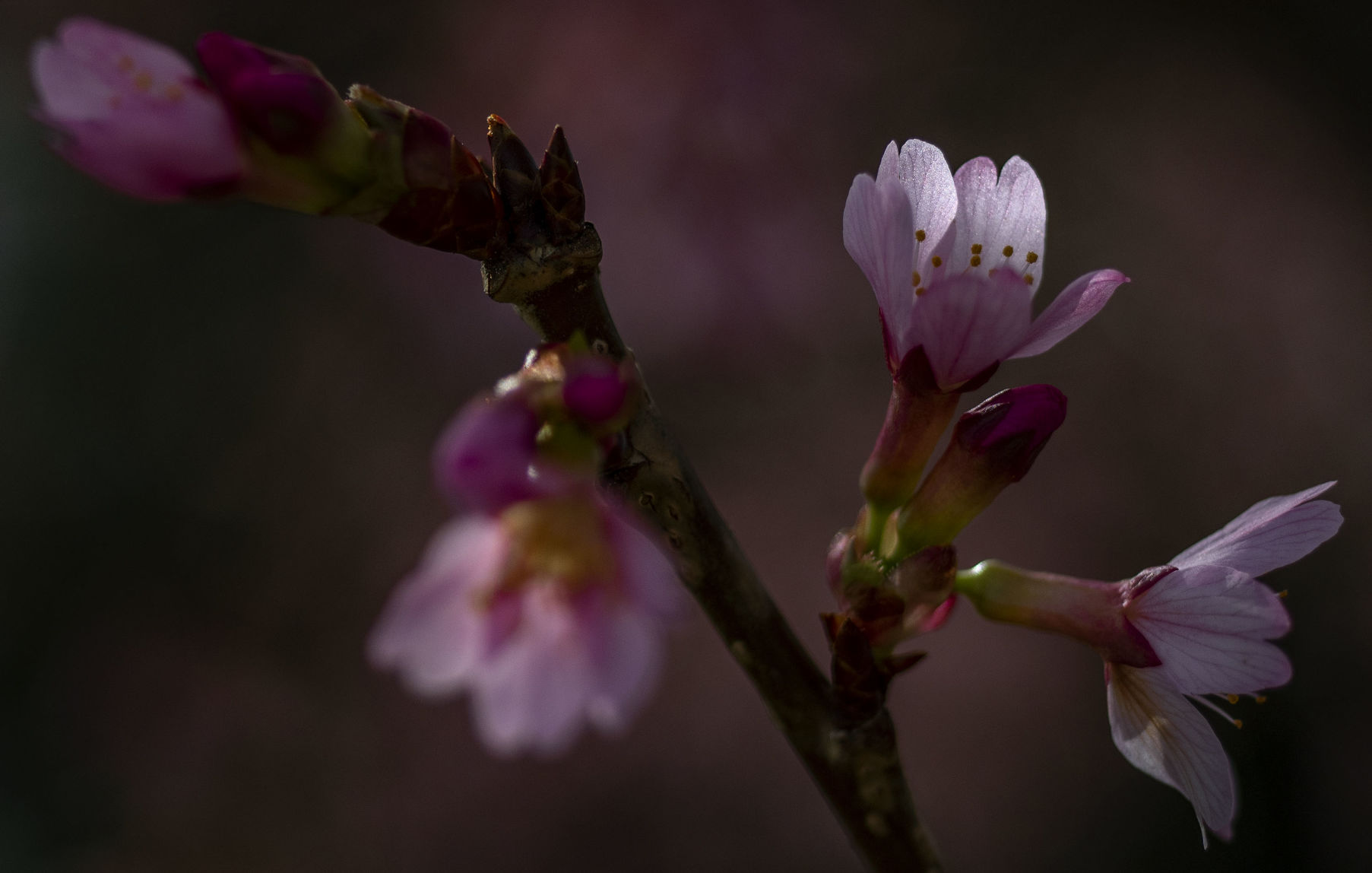 Flowering Tree-03